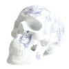 Skull TJ Blue- Noon -Jouets Séries Magasin 46423