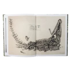 Dinosaurs Are Collectible -Jouets Séries Magasin dinosaurs are collectible6